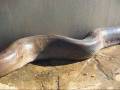 dead_snake.wmv