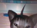 Catz DS