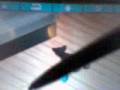 Catz DS