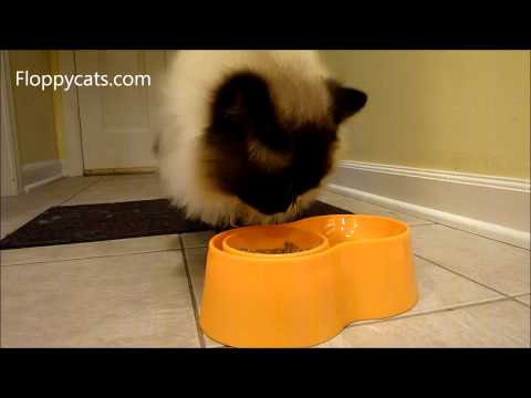 BOB Pet Bowls by PetPet Studios Review 0 BOB Pet Bowls by PetPet Studios Review