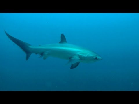 ?????? ??? Malapascua Scuba diving (2018.06.01~06.10)_B�v�rkod�s. Heti legjobbak