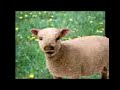 samseng kambing samseng kambing