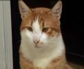 tom atyab cat tom atyab cat