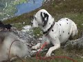 10 dogs and their pack leader in Norwegian mountains