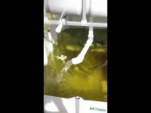 how to transplant duckweed