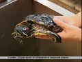 Зверская жизнь. Черепахи