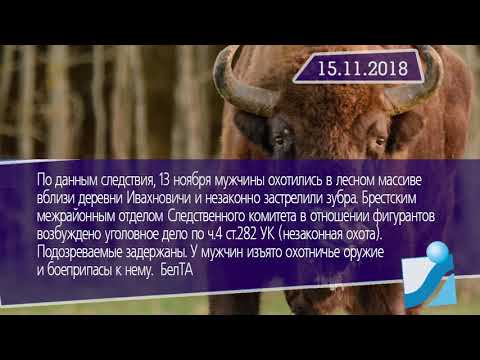 Новостная лента Телеканала Интекс 15.11.18.