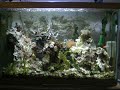 mini reef mini reef