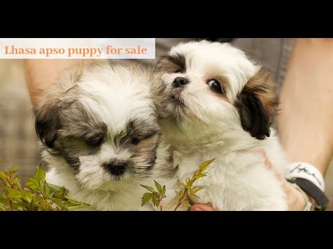 lhasa apso limping back leg