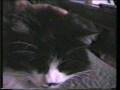 Katzen