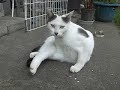 マルコらんど住民の実態 「キョトン・チャップリンのごろ~んごろ~ん」
