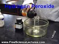 Marshmallow Experiment