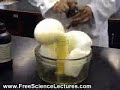 Marshmallow Experiment