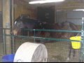 My Horses! and dogs too