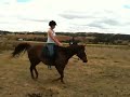 Lucan Lodge Cobius learning to find a working dressage frame