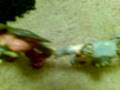 videos de Gormiti