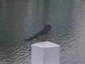 The Bird
