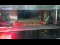 Click here to watch this video Láser press online