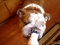 Bulldog (Google) eats ice cream