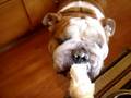 Bulldog (Google) eats ice cream