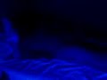 Blue Whale