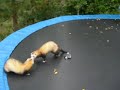 Funny ferrets
