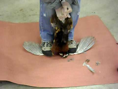 how to skin a pheasant quickly