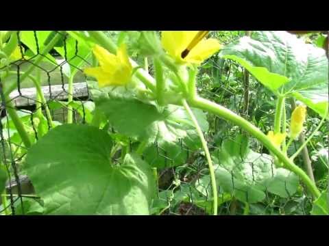 how to hand fertilize zucchini