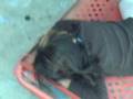 videos de crystal i miss you