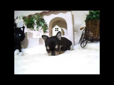 YouTube Preview Image