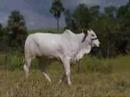 JOS� FRANCISCO DIAMANTINO - LOTE 19