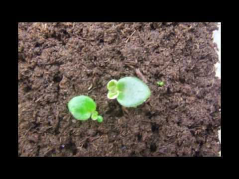 how to grow gloxinia