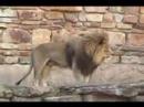 ACCF FW Zoo-Lion Roars