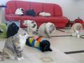 YouTube ����|�b�v�A�b�v�Đ�