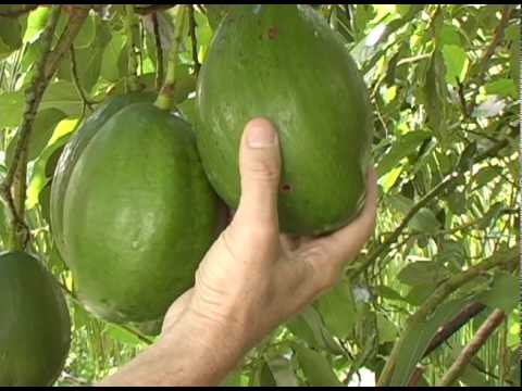 how to tell when to harvest avocados