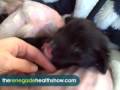 A Puppy from Mexico on New Year\ A Puppy from Mexico on New Year\