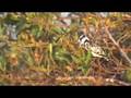 Southern Africa by Air - Okavango Delta - Part2