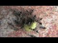 videos de ANT ATTACK