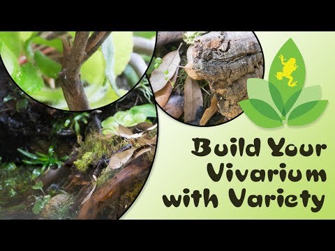YouTube reptile video