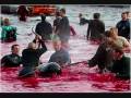Dolphin massacre in Denmark.mp4