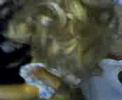 Zoofilia