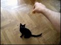 mimi the cat jumps for food mimi the cat jumps for food