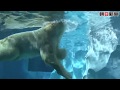 新施設でシロクマがアシカが「同居」 上野動物園