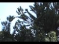 Military Helicopters circling in formation over El Cajon, La Mesa, Alpine (San Diego)