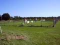 AKC Started Duck Run with BC