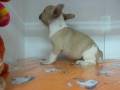 videos de Bulldog Frances Hembra STA REF:191