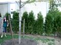 bush jumping