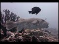 Puffer fish & Cuttle Fish