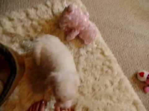 Sugar is a sweet BichPoo baby girl !!