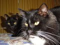 Hiro, Menina, Frajola, Cheetara e Millie